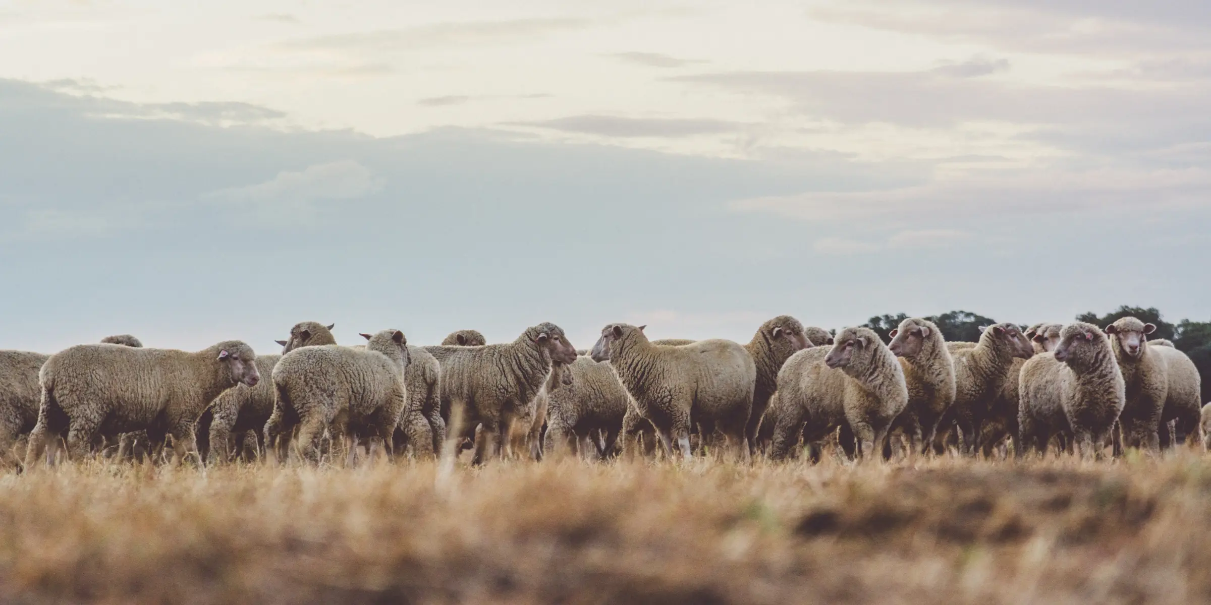 merino-wool
